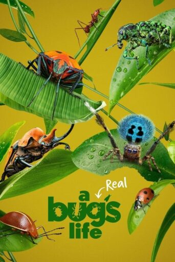 A Real Bug’s Life (2024) poster
